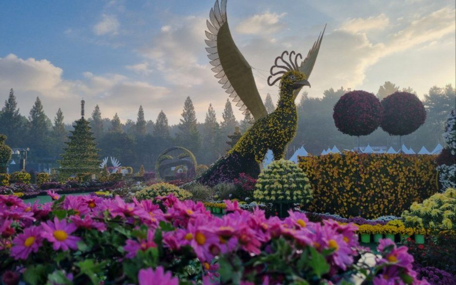 Iksan Ten Million Chrysanthemum Festival 4