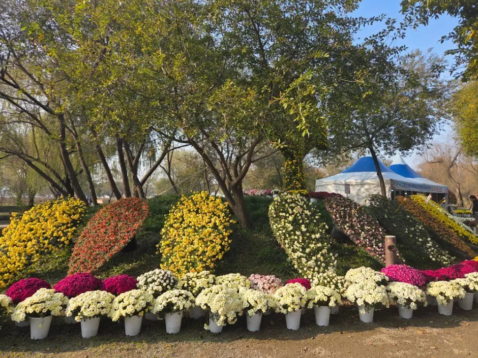 한국관광공사 부여국화축제 모습 2