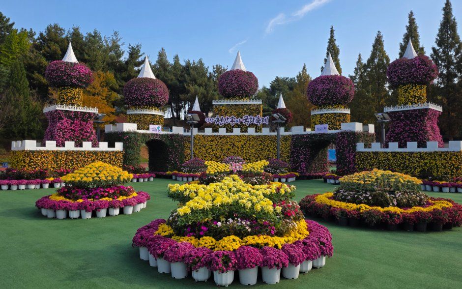 익산천만송이 국화축제 모습