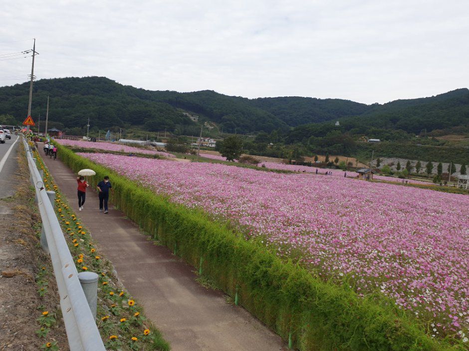 Hadong Bukcheon Cosmos and Buckwheat Flower Festival 4