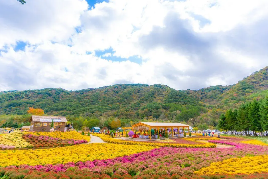 한국관광공사 인제가을꽃축제 모습