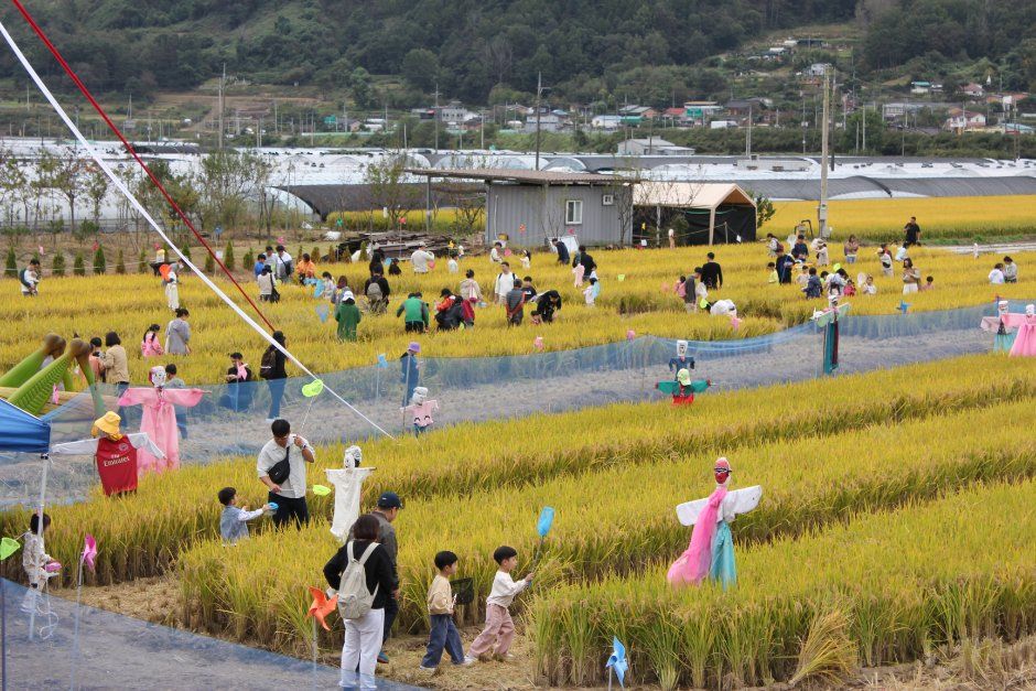 성주가야산황금들녘메뚜기축제 모습 3