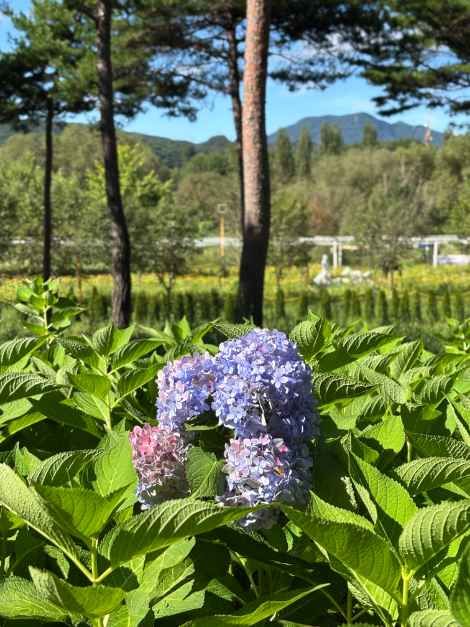한국관광공사 Colorful Garden 자라섬 꽃 페스타 모습 4