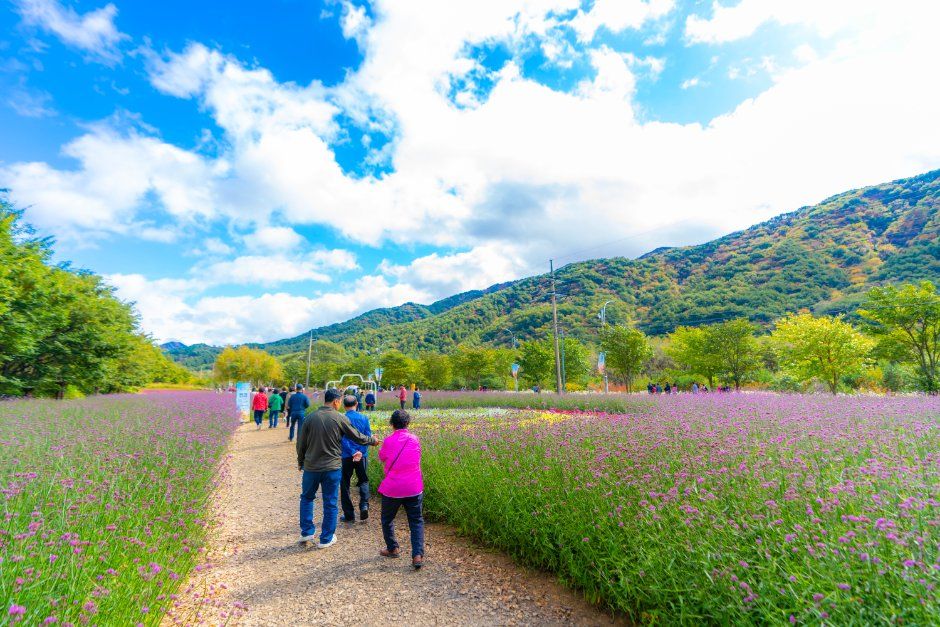 Inje Autumn Flower Festival 2