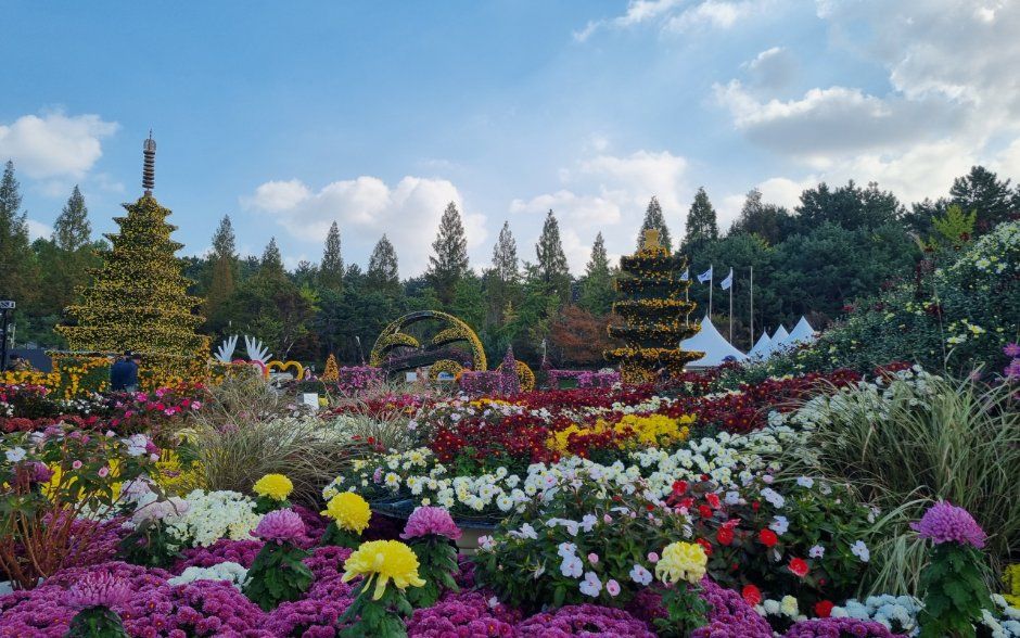 Iksan Ten Million Chrysanthemum Festival 5