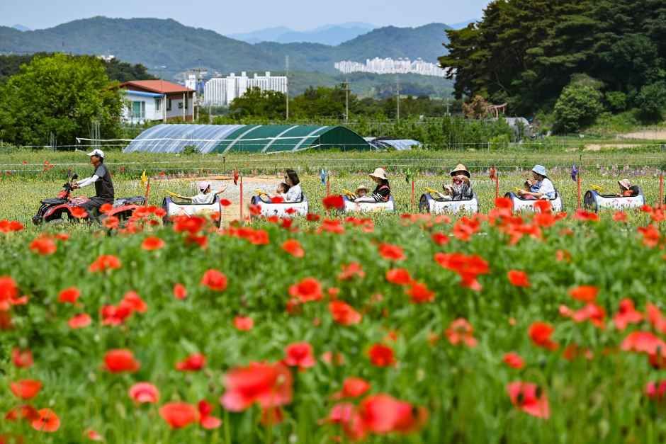 원주용수골꽃양귀비축제 모습