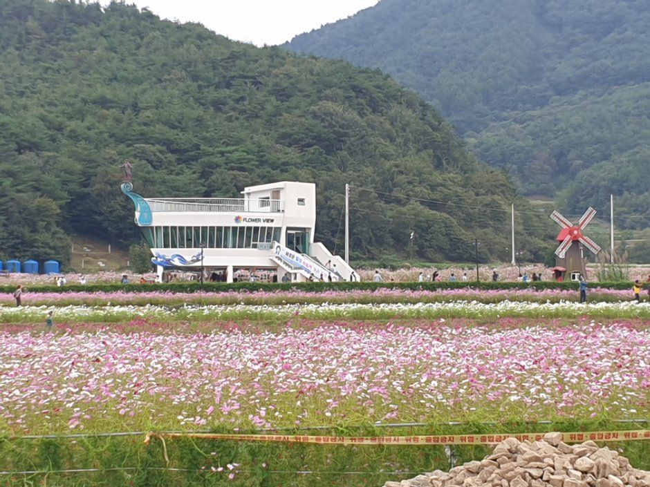 Hadong Bukcheon Cosmos and Buckwheat Flower Festival 3