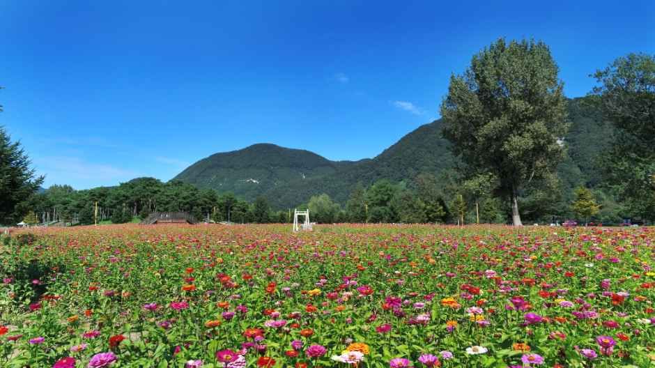 Colorful Garden 자라섬 꽃 페스타 모습