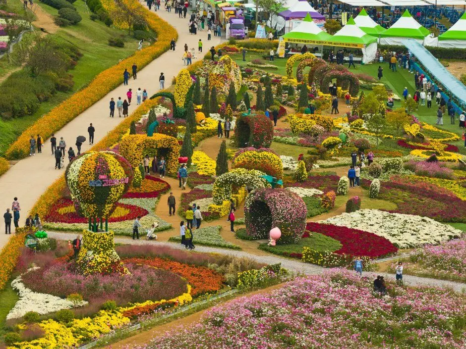 한국관광공사 세계문화유산 화순 고인돌 가을꽃 축제 모습 5