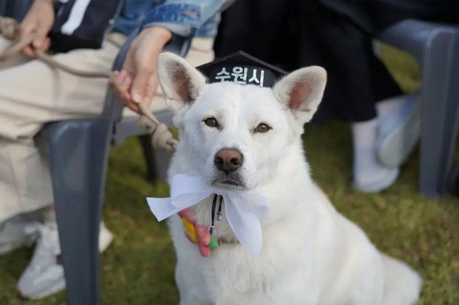 한국관광공사 수원특례시 반려동물 한마음축제 모습