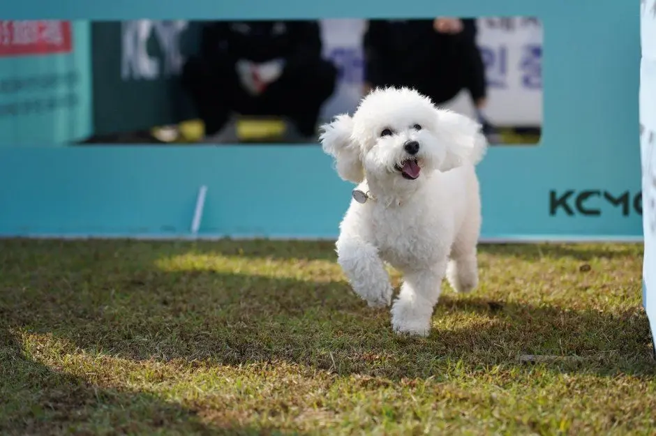 한국관광공사 수원특례시 반려동물 한마음축제 모습 3