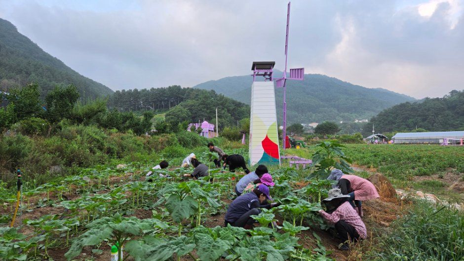 한국관광공사 원주용수골가을꽃축제 모습 2