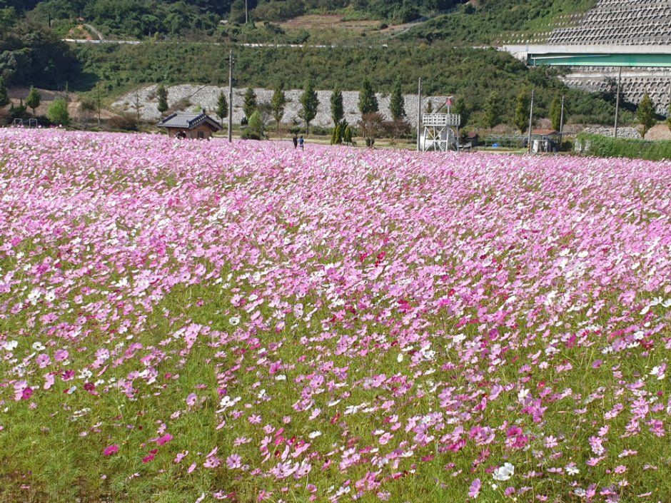 Hadong Bukcheon Cosmos and Buckwheat Flower Festival 2